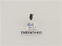 藏品(象鼻蟲(2))的圖片